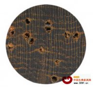 我國(guó)木材鑒定開(kāi)始使用分析儀器技術(shù)