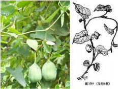 快速檢測(cè)中草藥馬兜鈴酸方法問世