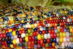 農(nóng)業(yè)部：經(jīng)過(guò)嚴(yán)格評(píng)估，中國(guó)轉(zhuǎn)基因食品安全