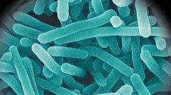 出口至日本的冷凍蔬菜將檢測(cè)單增李斯特菌